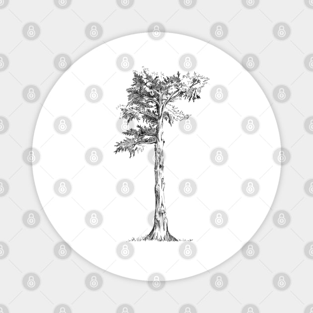 Sentinel Tree Alamo Sq Park San Francisco Magnet by tsd-fashion
